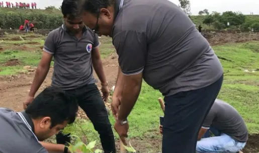 Tree Plantation